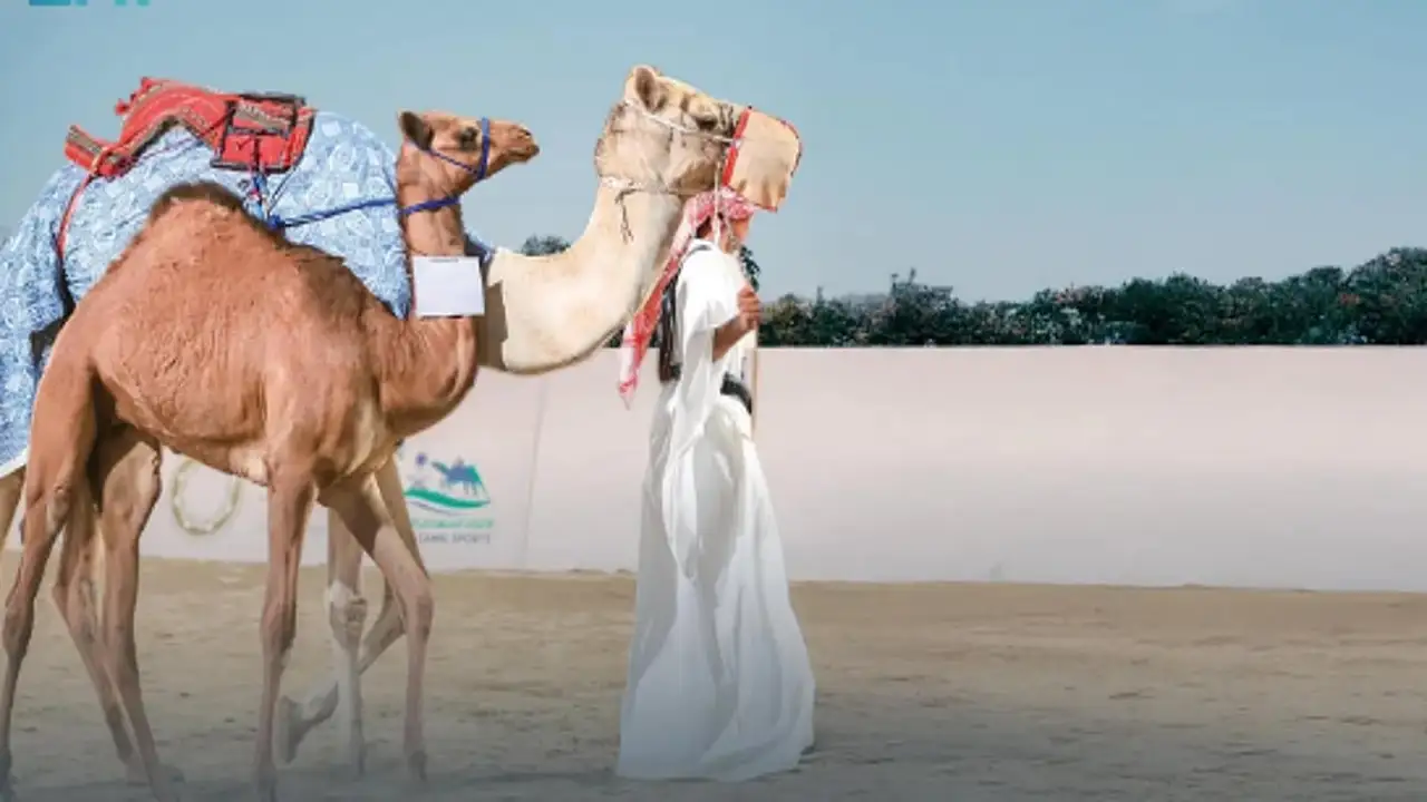 معرض الصقور والصيد السعودي 2025 يجمع الصقارين بملاك الهجن بمزاد استثنائي